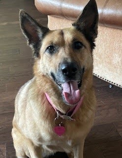 My big dog. 